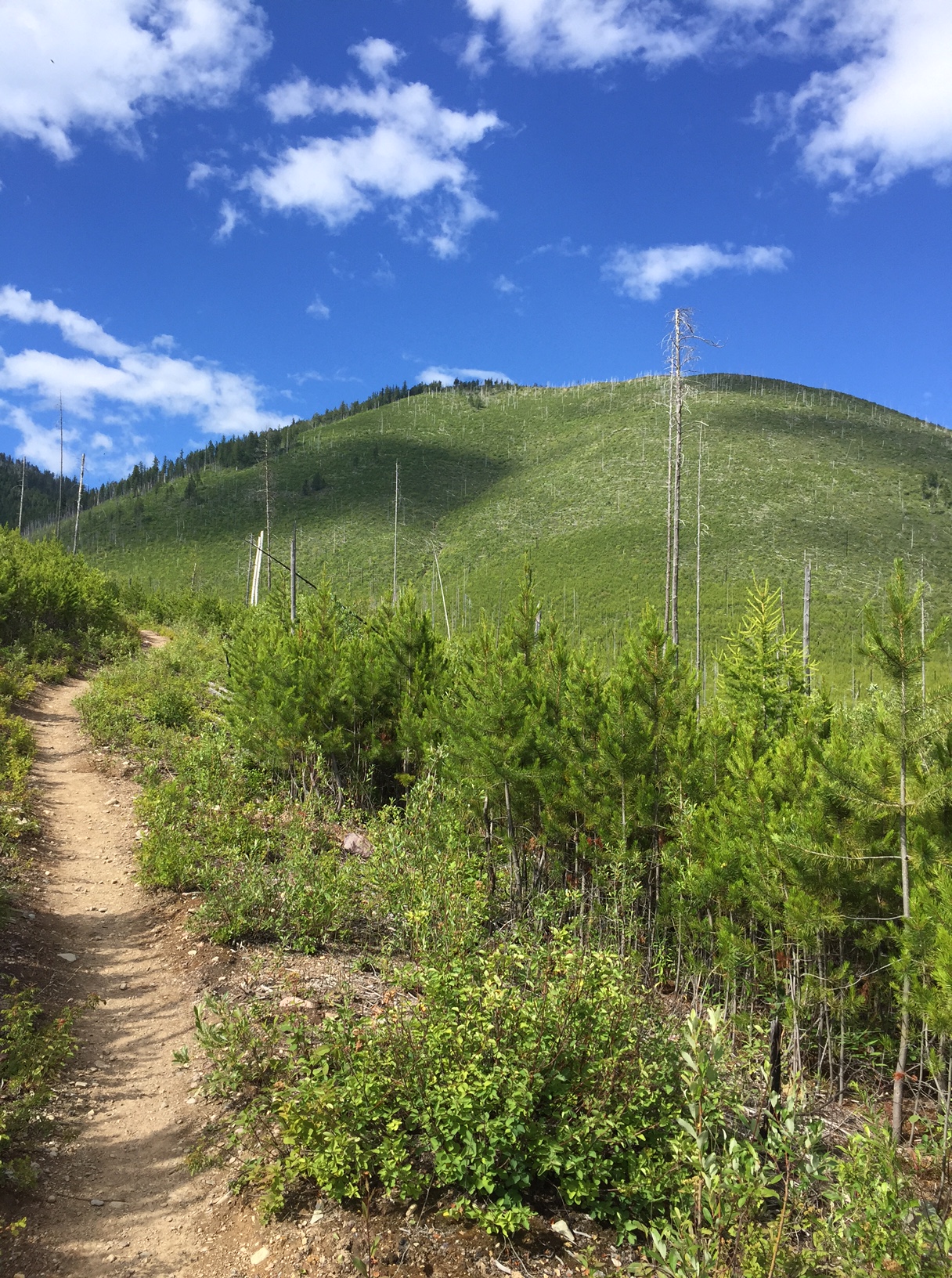 A dirt path through knee-high, pine trees with green hills in the background. 