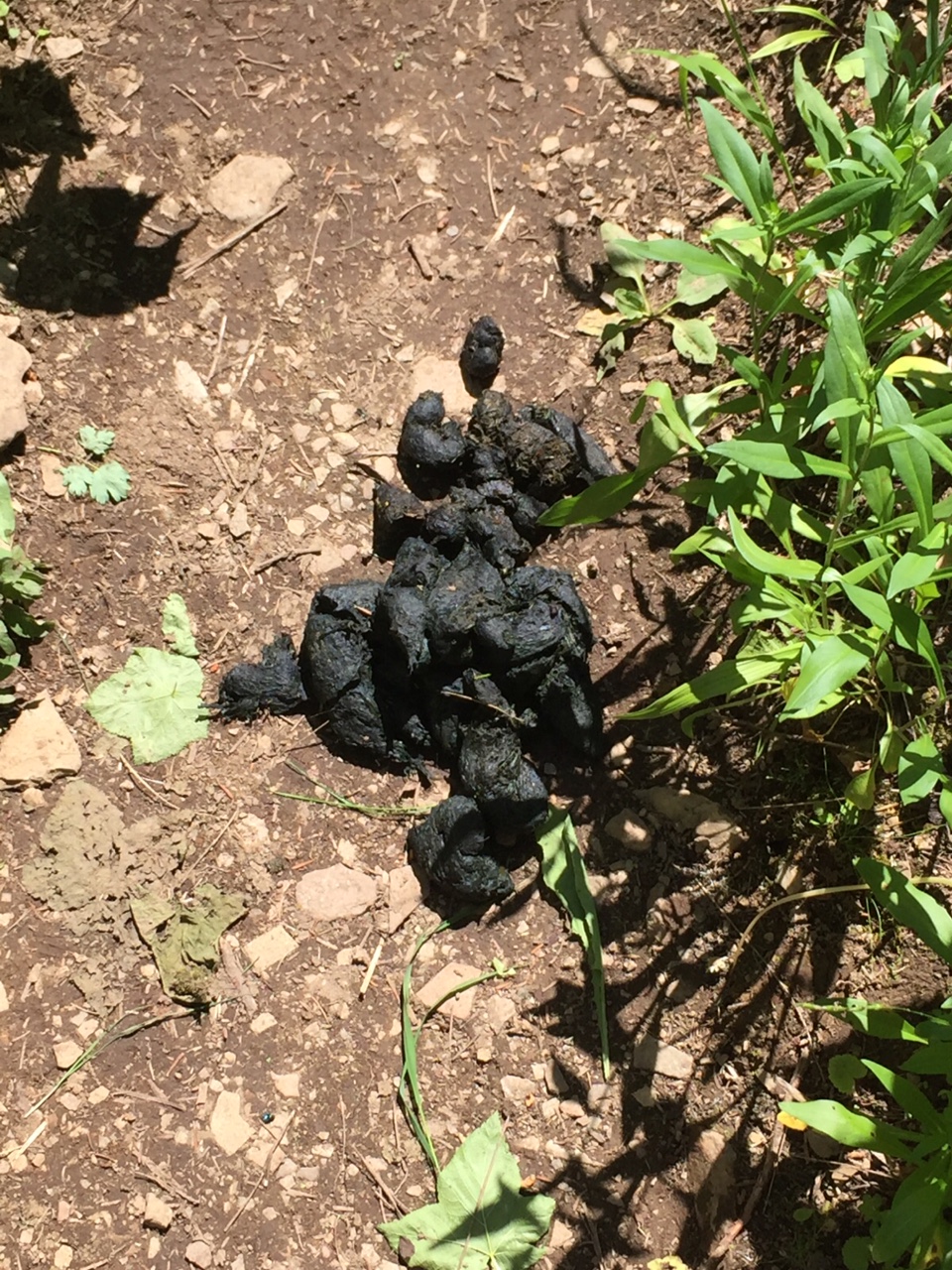 A large pile of animal poop on a dirt path