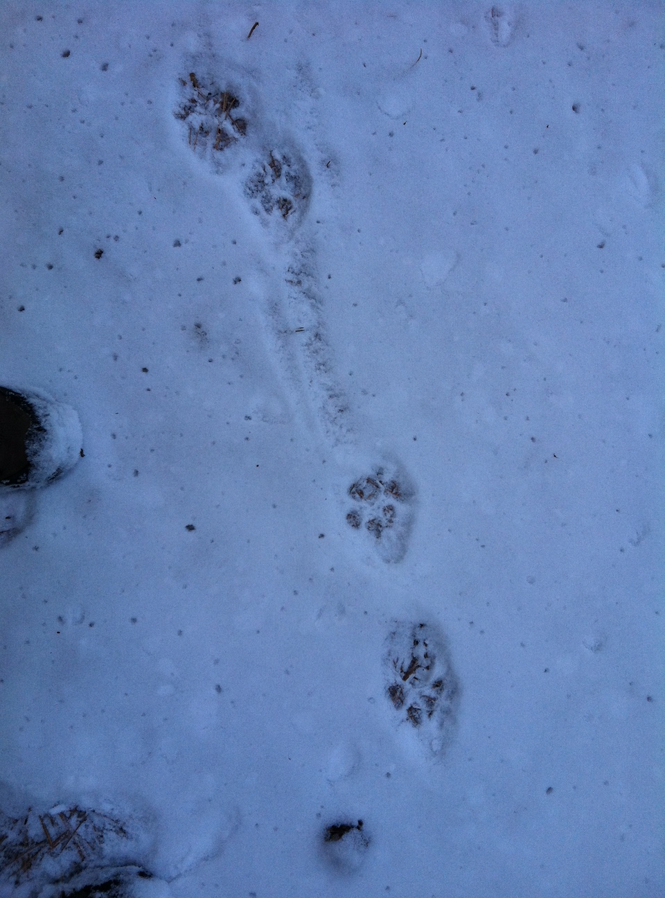 Mountain lion tracks in the snow