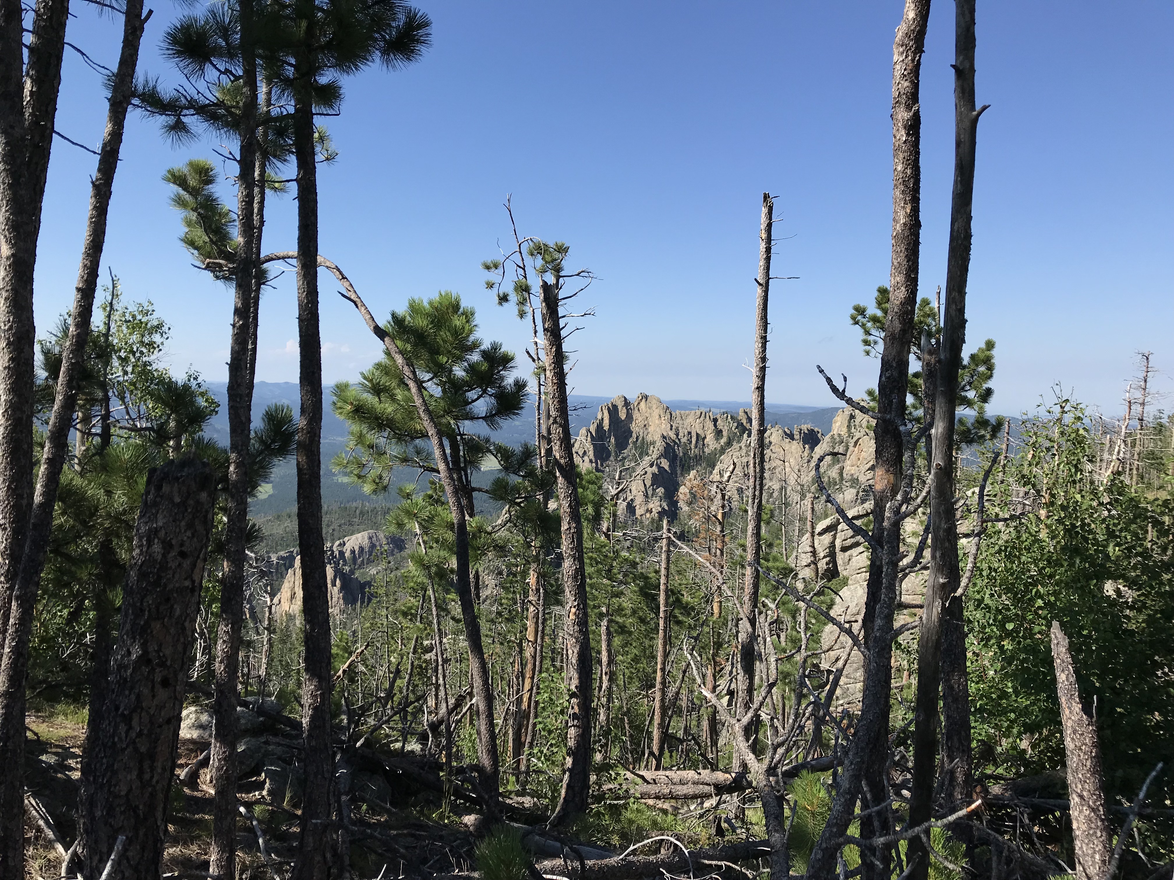 View through sparse pine trees of large, craggy rocks, all under a clear, blue sky
