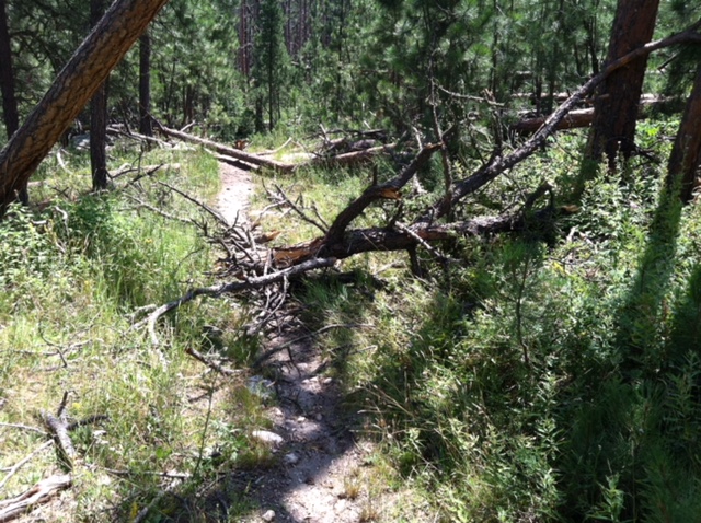 A large tree limb lies across a dirt path that meanders through the woods