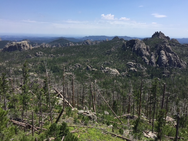 View over a forested, mountainside vista with lots of dead trees.