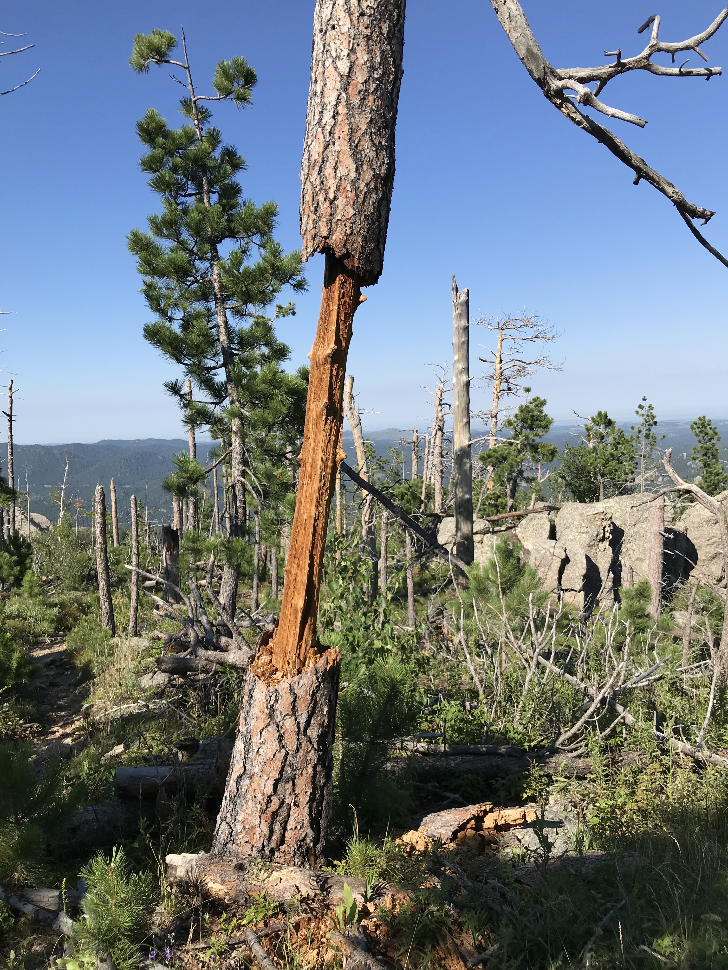 A standing, dead, tree trunk that has had the bark and most of the trunk chewed/whittled away in the middle, stands in the sparse forest, all under a clear, blue sky