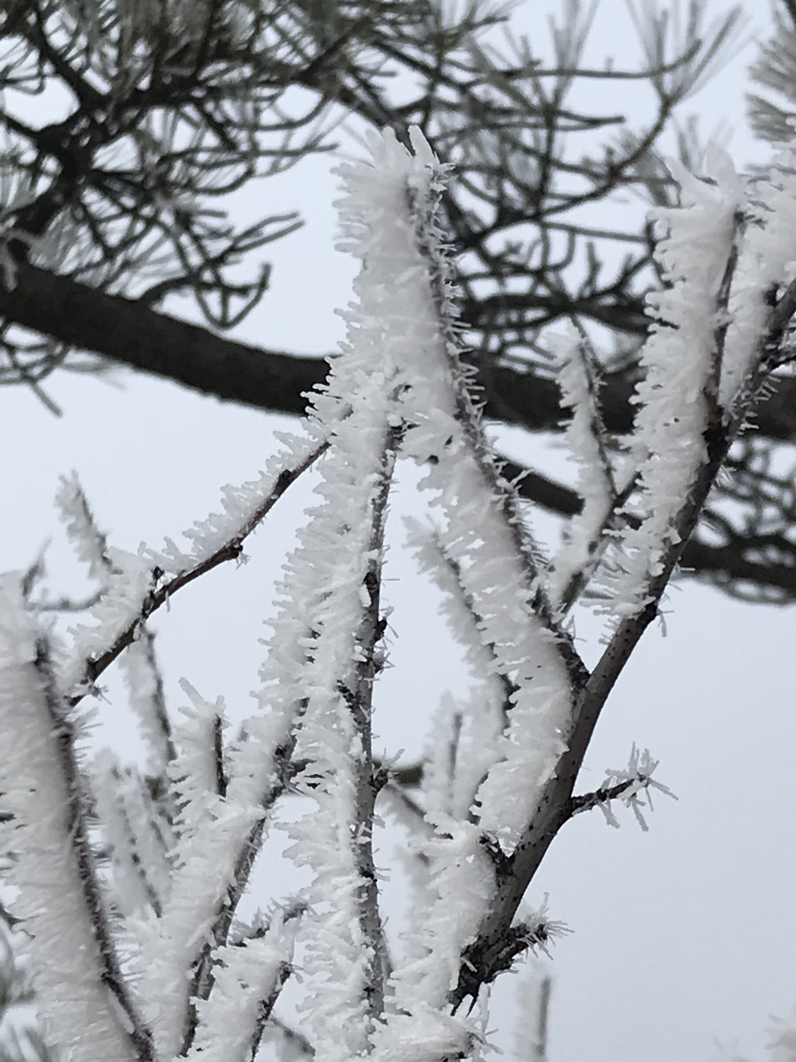 Close-up view of bare tree branches that are covered in frosty needles of ice