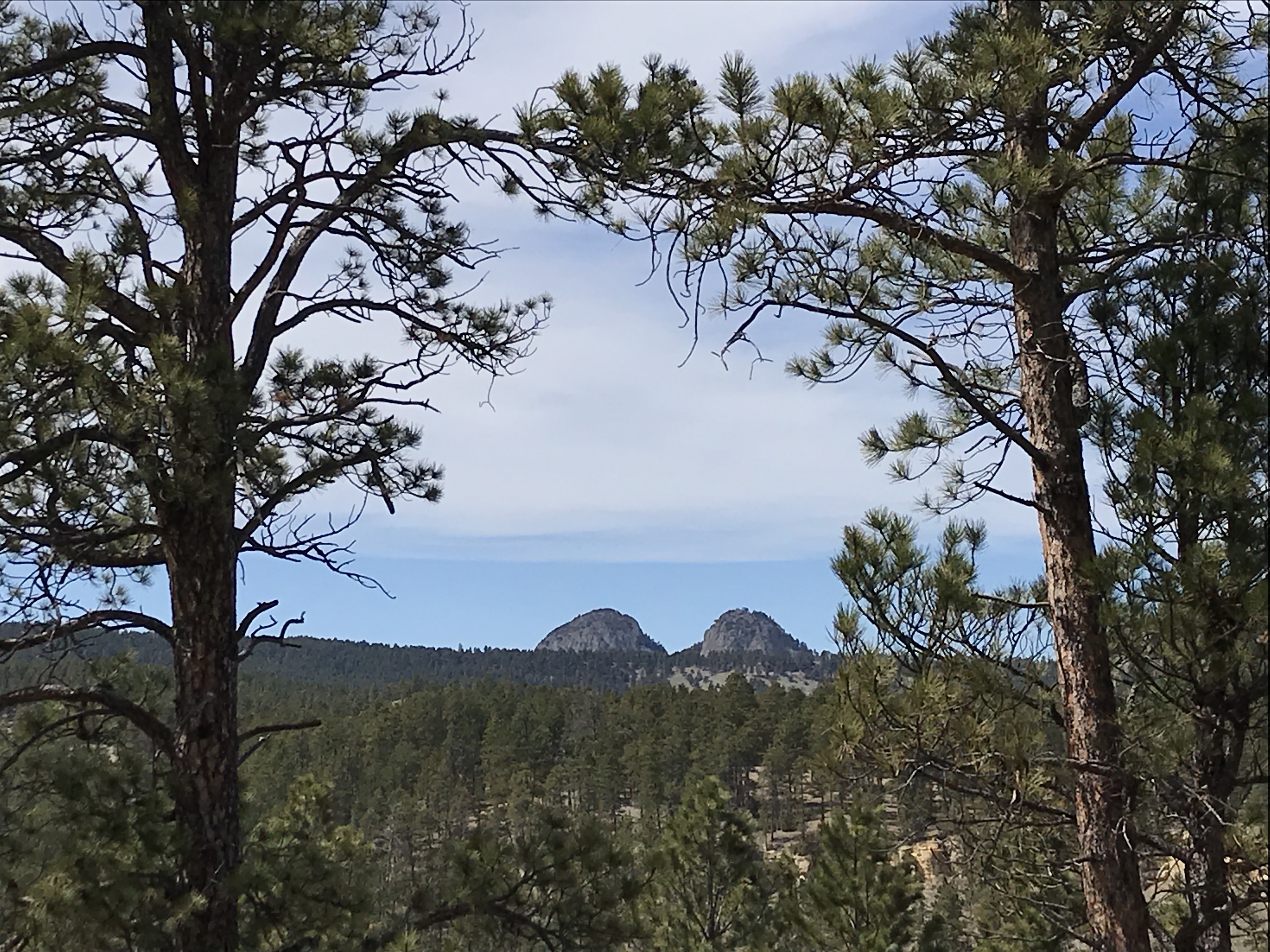 View from between two pine trees of pine tree-covered hills with two rocky mountains rising above them in the far background. 